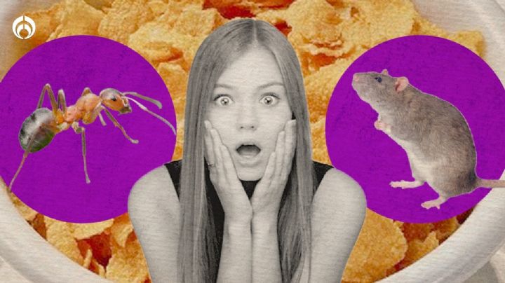 Insectos y pelos de rata en tu comida: ¿Sabías que hay un nivel permitido en productos?