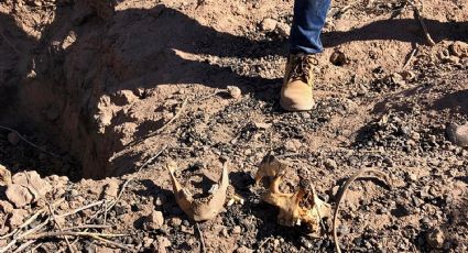 Terror en Michoacán: hallan 11 cuerpos en fosas en huerta de aguacate