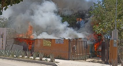 Mascotas, los consentidos de la casa, principales víctimas en incendios