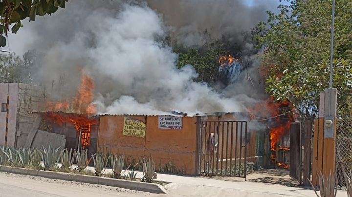 Mascotas, los consentidos de la casa, principales víctimas en incendios