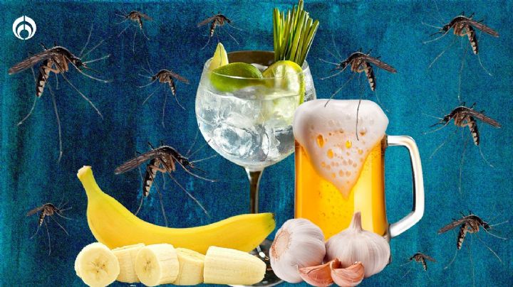 ¿Harto de los mosquitos? La cerveza te hace más atractivo para las picaduras