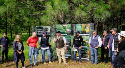 Arrancan reforestación en bosque La Primavera