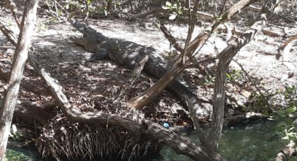 Autoridades buscan reactivar Unidad de Manejo Ambiental para reubicar cocodrilos de la zona