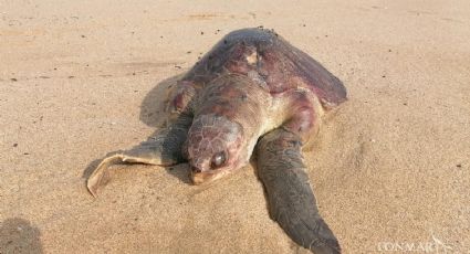 Pesca ilegal en BCS: En "chinchorros" se han encontrado 20 tortugas enredadas