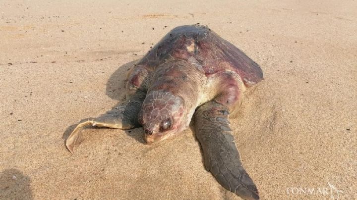 Pesca ilegal en BCS: En "chinchorros" se han encontrado 20 tortugas enredadas