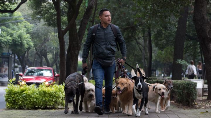 Sueldo perrón: ¿Cuánto gana un paseador de perritos?