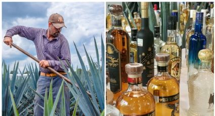 ¿Habrá otros tipos de tequila? Descubren nuevas especies de agave en México