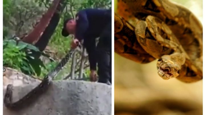 Boa saca 'sustito' en aguas termales de las Grutas de Tolangongo