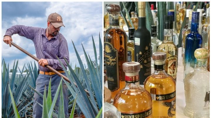 ¿Habrá otros tipos de tequila? Descubren nuevas especies de agave en México