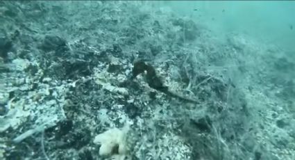 Tras desastre en Balandra, su fondo marino se encuentra severamente contaminado