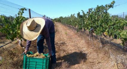 Valle de Guadalupe, en alerta: Turismo y urbanización 'acechan' la producción de vino