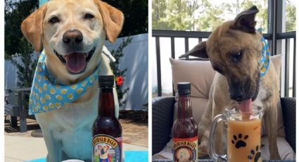 Cerveza para perritos: ¿qué es, cuánto cuesta y qué beneficios tiene?