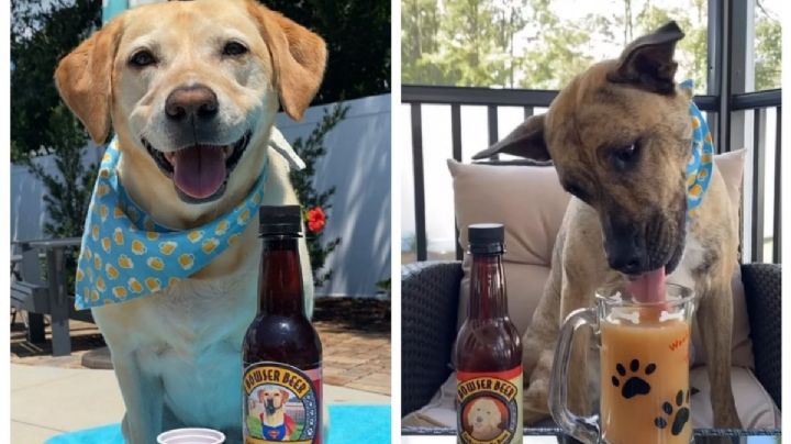 Cerveza para perritos: ¿qué es, cuánto cuesta y qué beneficios tiene?