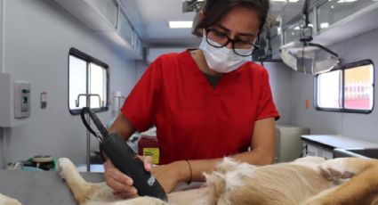 Septiembre Mes de las Esterilizaciones: Esteriliza a tu perro o gato; fecha, lugar y mas detalles