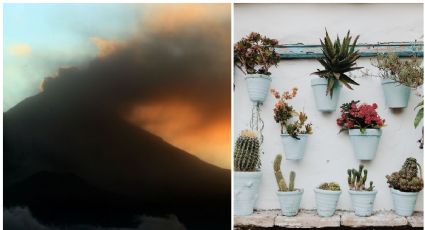 La ceniza del Popocatépetl en la CDMX… ¿es buena para mis plantas?