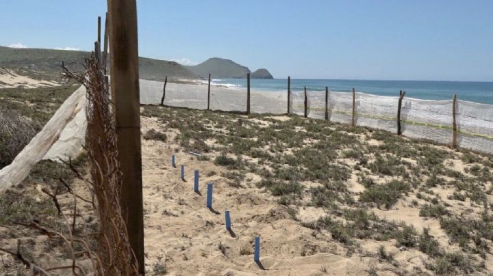 Reconstruyen corrales de anidación de tortuga que el Huracán Kay destruyó