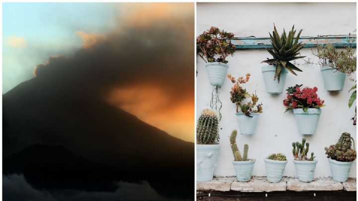 La ceniza del Popocatépetl en la CDMX… ¿es buena para mis plantas?