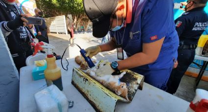 Tienes más de dos mascotas, aprovecha el 2x1 en esterilizaciones