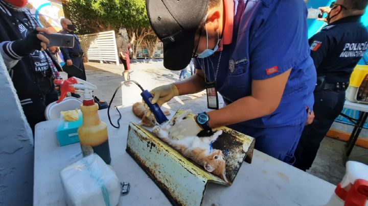 Tienes más de dos mascotas, aprovecha el 2x1 en esterilizaciones