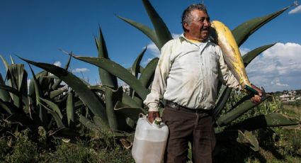 ¿A qué sabe el aguamiel antes de que se haga Pulque y dónde puedo probarlo?