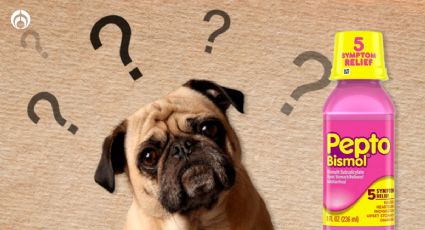 Pepto Bismol: ¿Se le puede dar a los perritos?