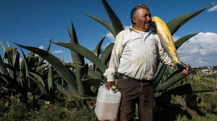 ¿A qué sabe el aguamiel antes de que se haga Pulque y dónde puedo probarlo?