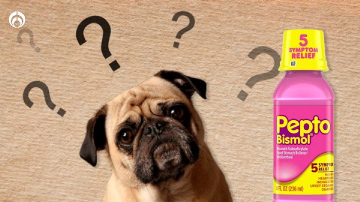 Pepto Bismol: ¿Se le puede dar a los perritos?