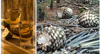 Tequila: 5 marcas que sí son 100% agave