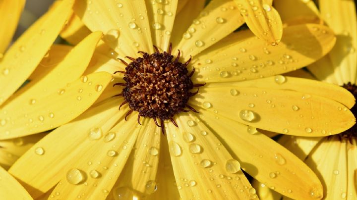 ¿Qué significa que te regalen flores amarillas?