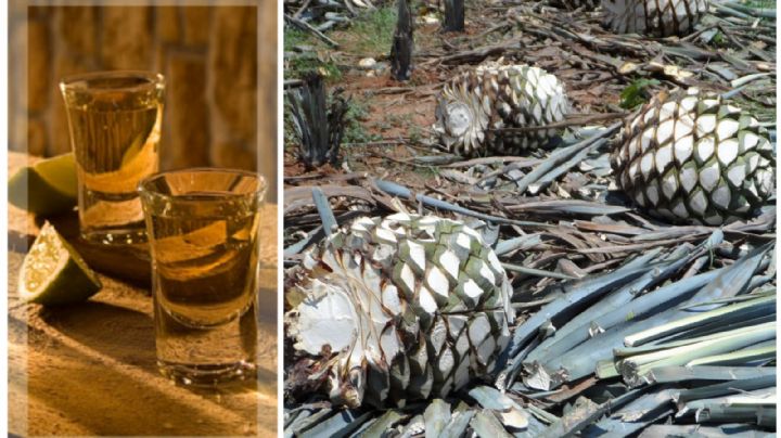 Tequila: 5 marcas que sí son 100% agave