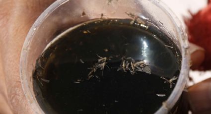 Ay, nanita: el dengue viene bravo... hay 5 mil casos en el país (y pueden ser más)