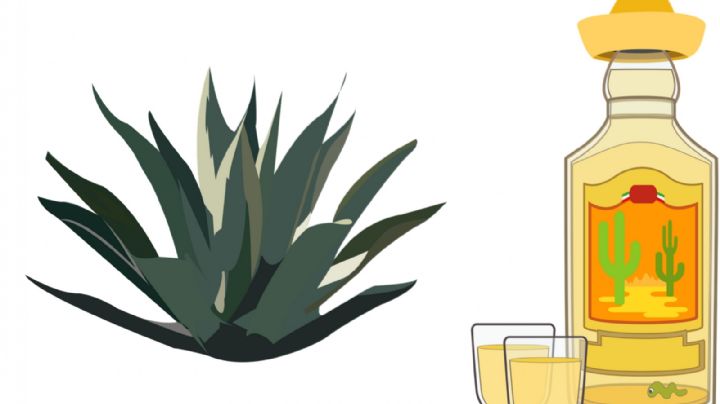 Tequila: ¿cuáles marcas no son 100% agave?