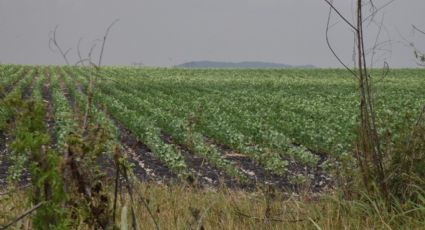 Temporada Lluvias: Presa se encuentra al 80% de su captación en la Zona Rural