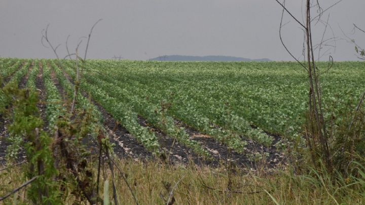 Temporada Lluvias: Presa se encuentra al 80% de su captación en la Zona Rural