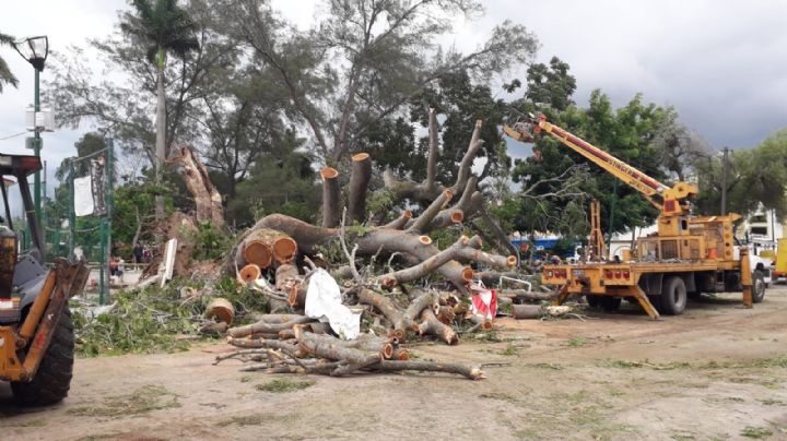 Dos árboles orejones caen como consecuencia de las lluvias en Madero