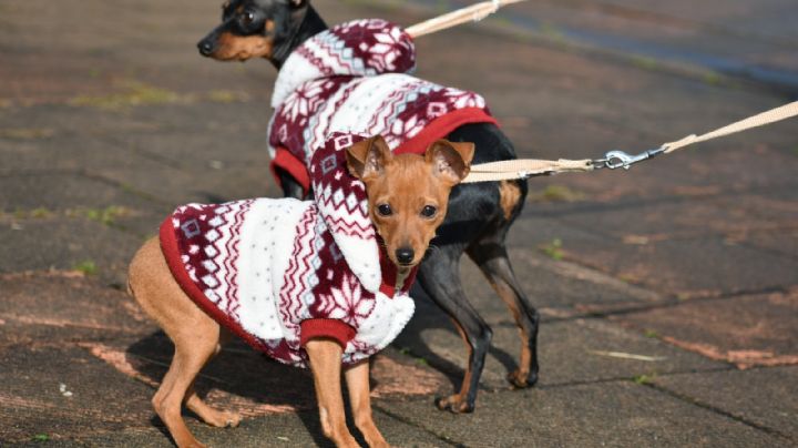 Perritos: ¿Cómo elegir un suéter para tu lomito para que no sufra en esta temporada de frío?