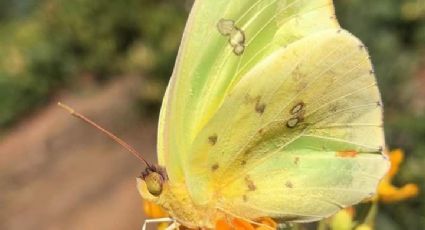 Mariposas en Nuevo León: la ruta de la migración más bella