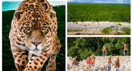 Tren Maya: así va la construcción del Parque del Jaguar