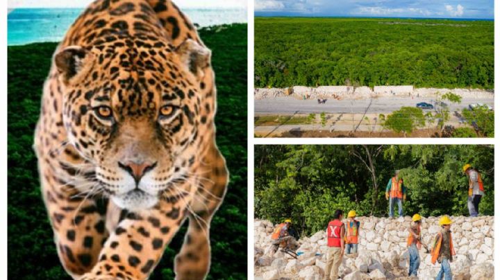 Tren Maya: así va la construcción del Parque del Jaguar