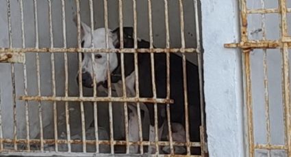 Perro Bull Terrier en confinamiento por atacar a una persona en Tampico	