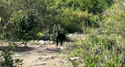 Merodean osos en Escobedo, Nuevo León