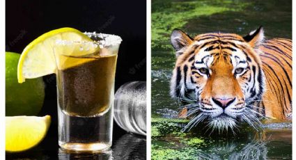 ¿Tequila fermentado con tigre? Este empresario mexicano lo tomaba