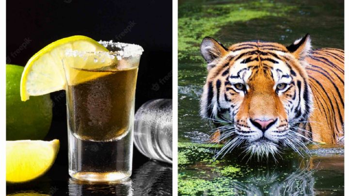 ¿Tequila fermentado con tigre? Este empresario mexicano lo tomaba