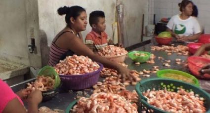 “No todos los niños regresaron” Hijos de despicadoras se quedaron sin regreso a clases