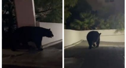 (VIDEO) Captan a enorme oso negro dando un paseo por calles de Nuevo León