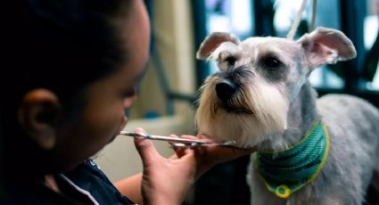 Perritos: ¿Cuánto gana un estilista de ‘lomitos’ y qué estudian?