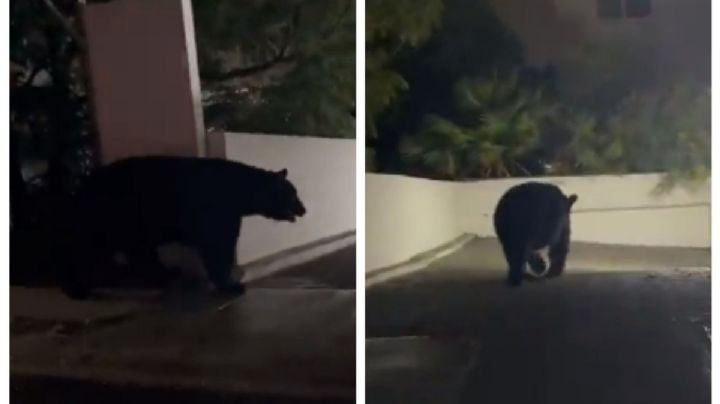 (VIDEO) Captan a enorme oso negro dando un paseo por calles de Nuevo León