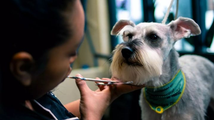 Perritos: ¿Cuánto gana un estilista de ‘lomitos’ y qué estudian?