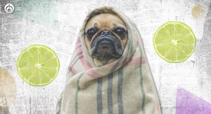 Perritos: ¿el collar de limones funciona para aliviar el moquillo?