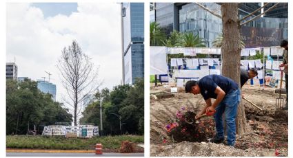 Glorieta del Ahuehuete: el árbol anda 'malito' y así tratan de salvarlo (FOTOS)